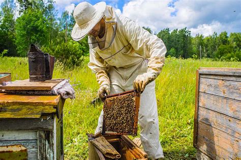 Unleashing the Magic of Honey: Magic Honey Nearby